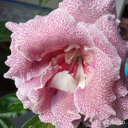 Глоксинии сортовые