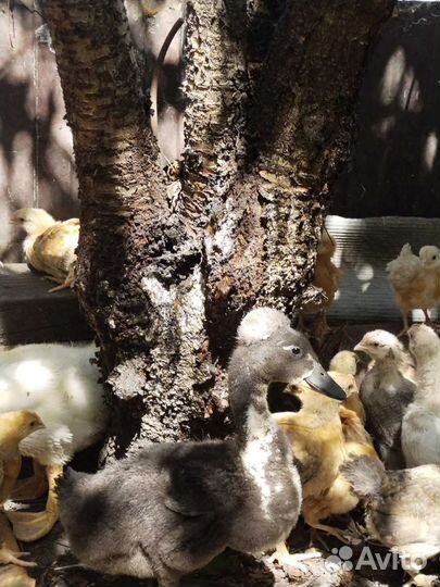 Голубой favorit утки