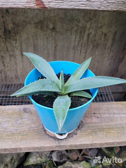 Агава (детки)