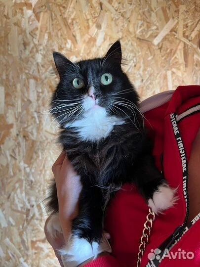 Юная красавица Асти.Приют Некрасовка.Кошечка в дар