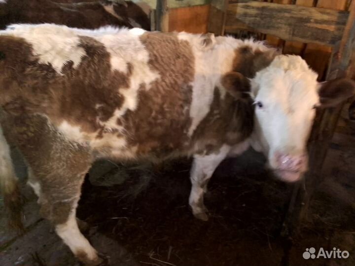Телка 2 года
