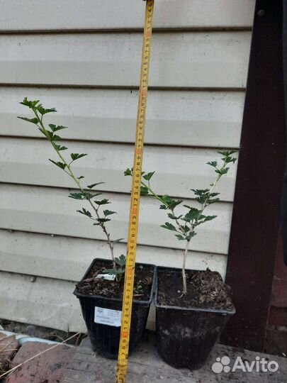 Саженцы бесшипого крыжовника Грушенька