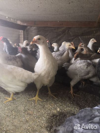 Куры несушки домашние