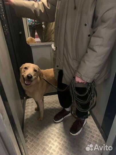 Передержка в квартире собак и кошек, грызунов