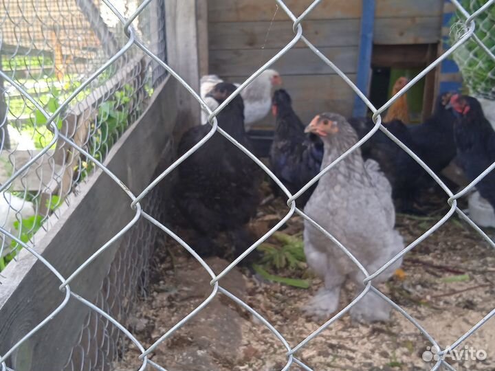 Молодые петушки и курочки типа Брама