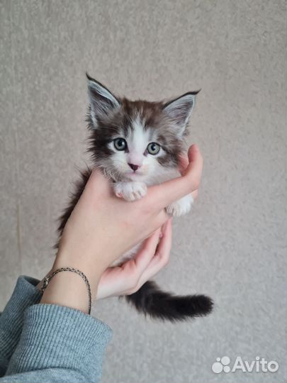 Котята мейн-кун