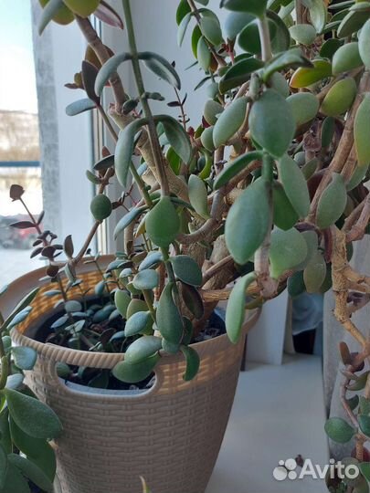 Цветок толстянка алоэ