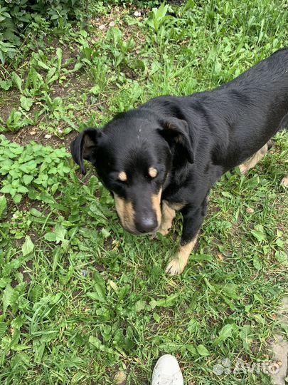 Найдена собака