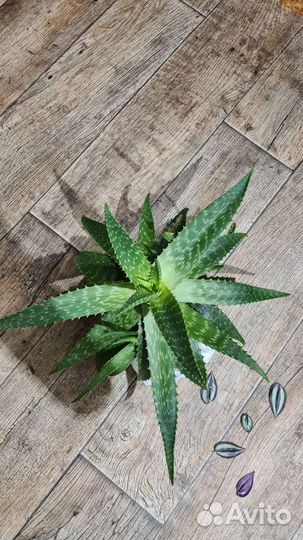 Алоэ 4 года, трехлетний