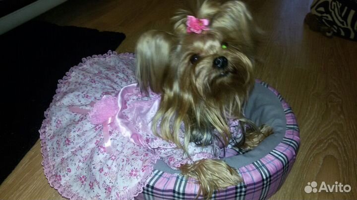 Платье, комбинезоны для мал-х собак, кошек.Бренд