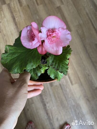 Бегония элатиор