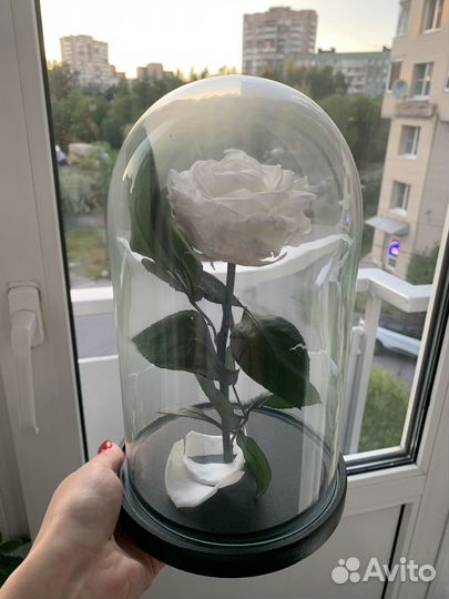 Вечная роза в колбе