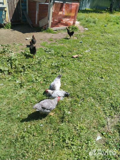 Молодые петухи