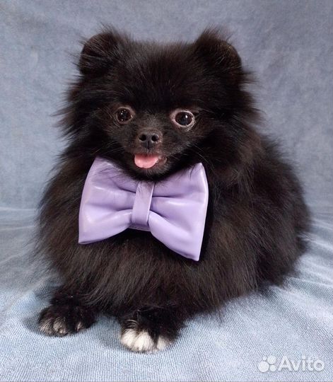 Шпиц мини черный мальчик