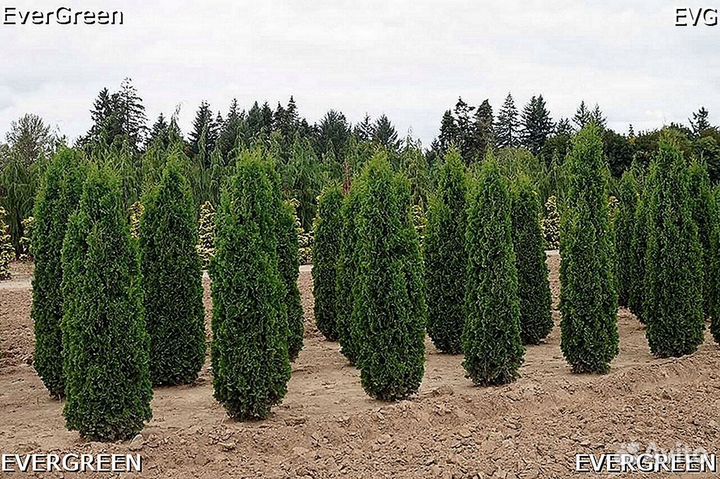 Туя смарагд