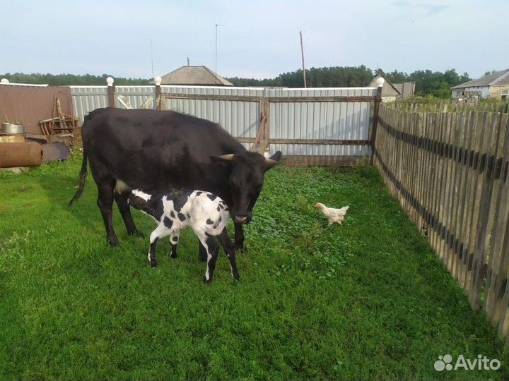Продажа дойных коров