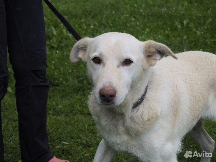 Он обожает целоваться. А в приюте не с кем