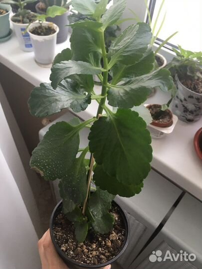 Оленьи Рожки