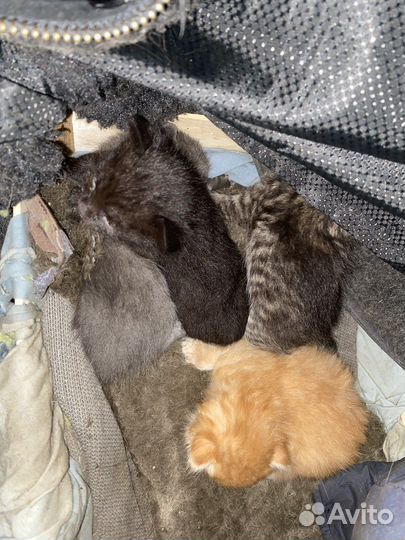 Котята в добрые руки