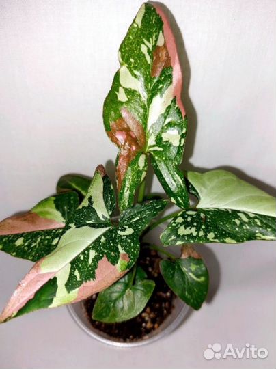 Сингониум ред спот триколор