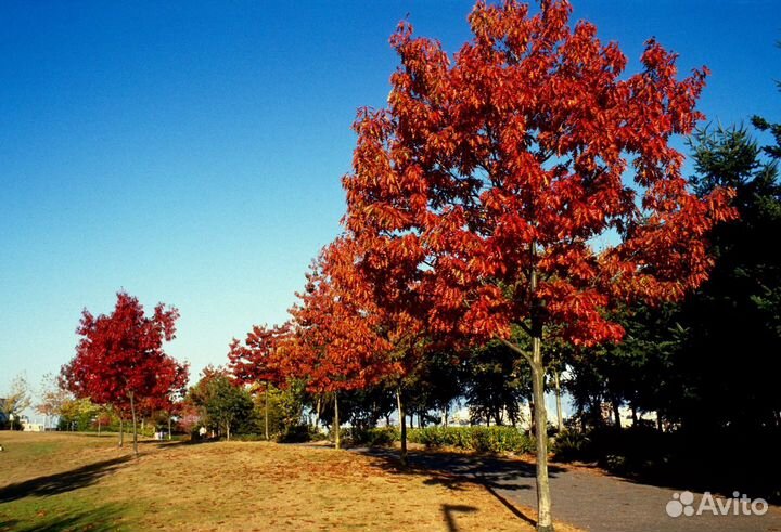 Саженцы красного канадского дуба (Quercus rubra)