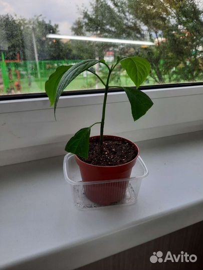 Пахистахис красный