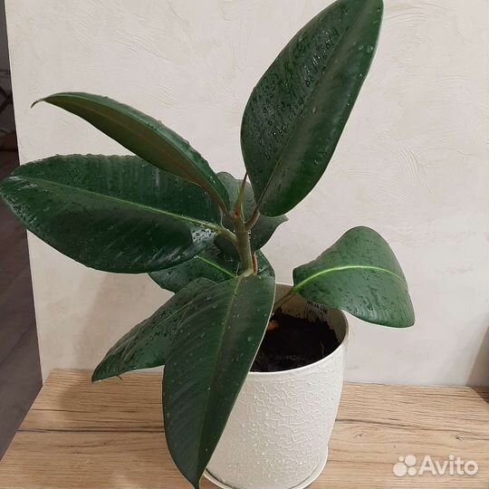 Фикус 