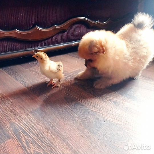 Померанский шпиц девочка