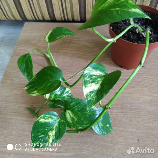 Сциндапсусы эпипремнумы пеперомии