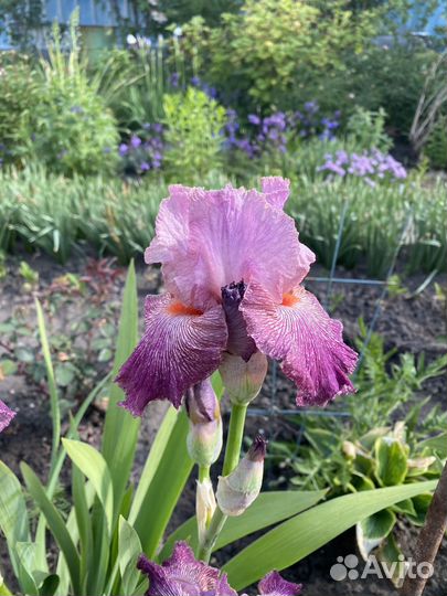 Ирисы