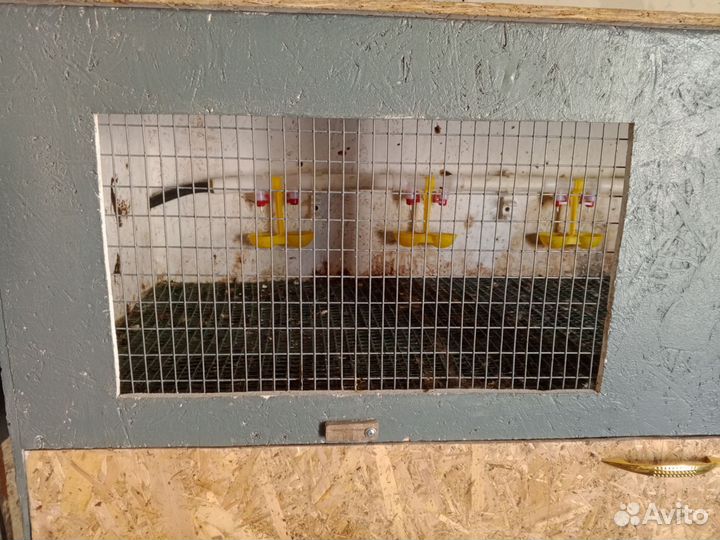 Брудер для цыплят