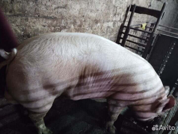 Хряк порода ландрас