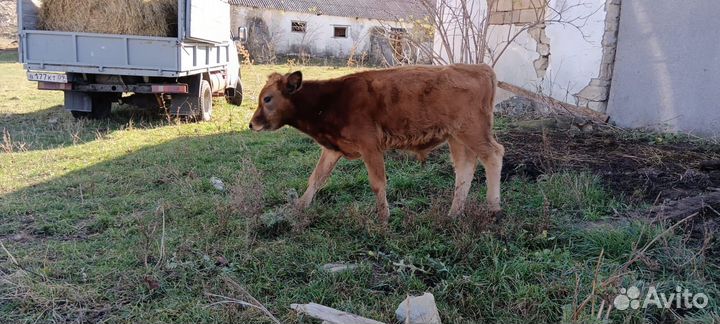 Корова, телята