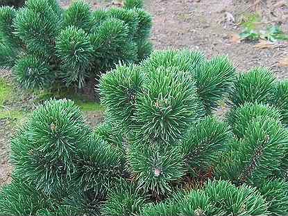 Сосна горная Якобсен (Pinus mugo Jakobsen)