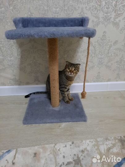 Отдам в добрые руки