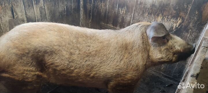 Хряк, породы Дюрок