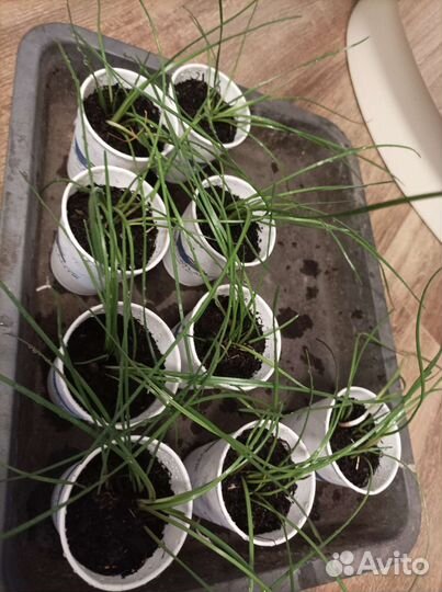 Зефирантес (выскочка)