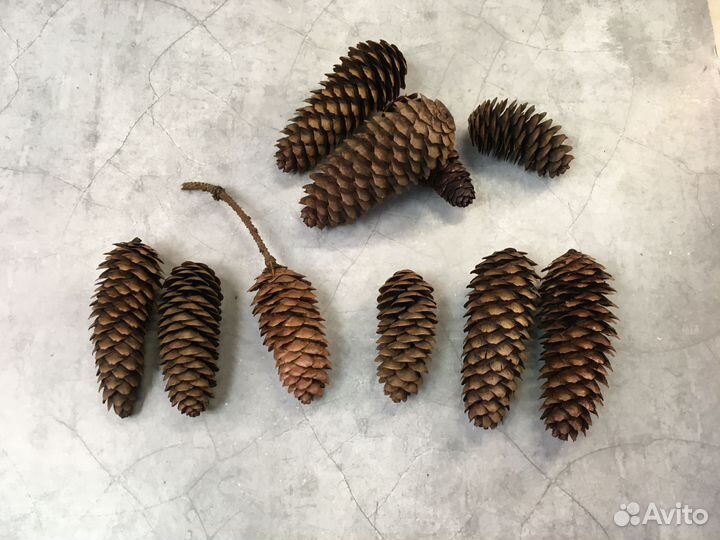 Шишки сосновые еловые лиственничные