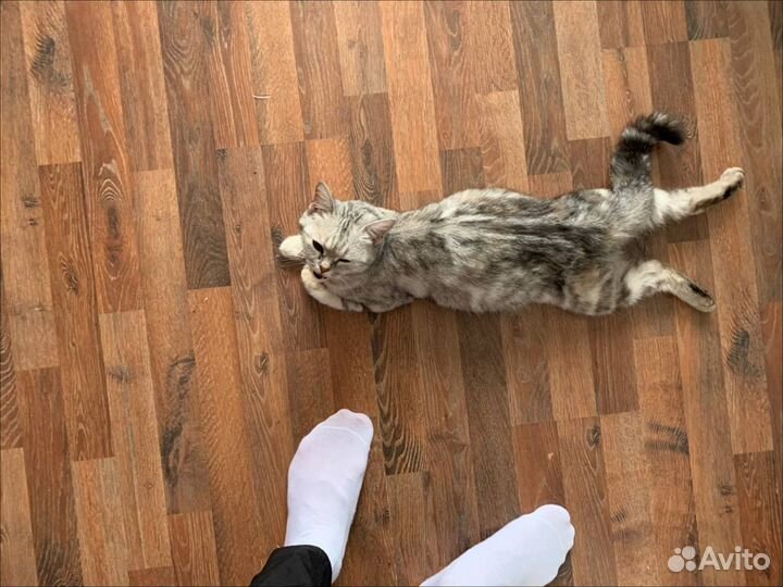 Кошка в добрые руки бесплатно