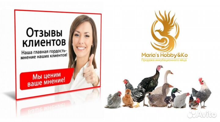 Инкубац.яйцо бройлера с доставкой в Ваш город