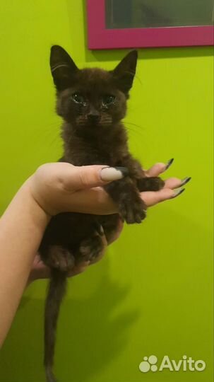 Кошка в дар бесплатно