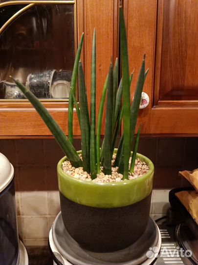 Сансевиерии сортовые, взрослые растения