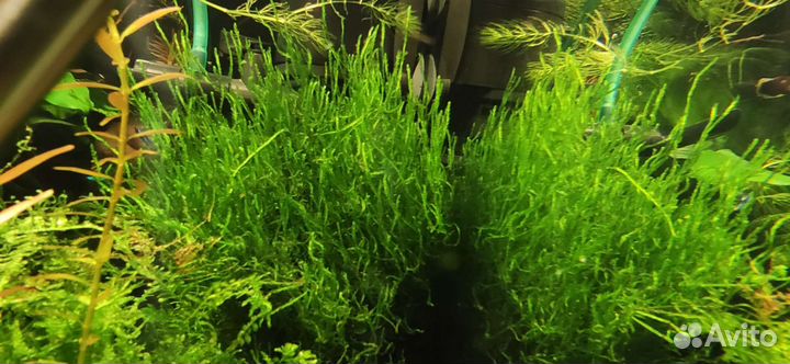 Аквариумные растения