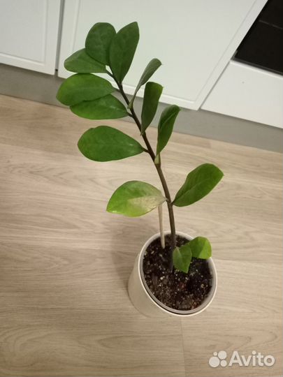 Замиокулькас