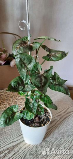 Комнатные растения