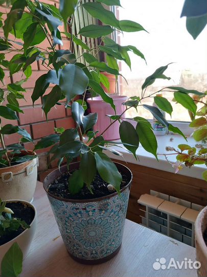 Комнатные цветы