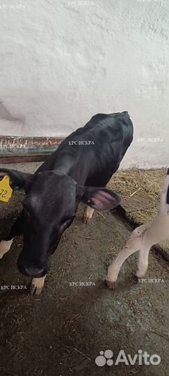 Бычки холмогоры, телки голштины