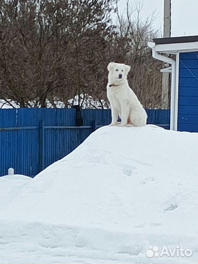Щенки маремма
