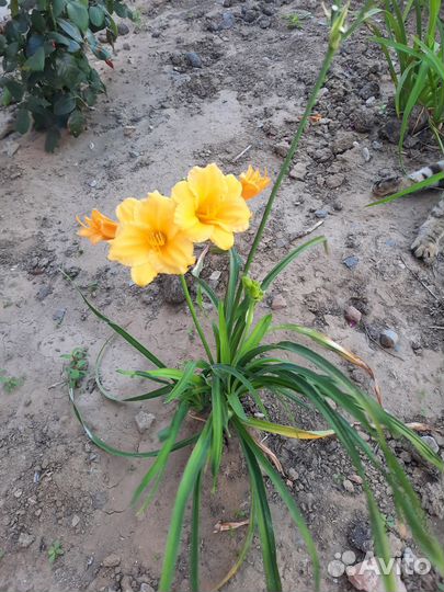 Лилейник обмен