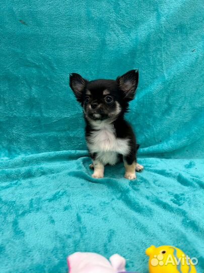 Девочка- чихуахуа